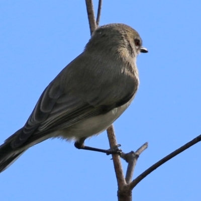 Gerygone fusca (Western Gerygone) at Paddys River, ACT - 6 May 2022 by RodDeb