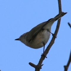 Gerygone fusca at Paddys River, ACT - 6 May 2022