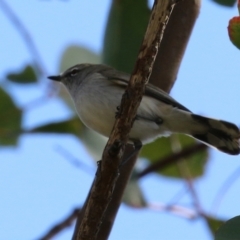 Gerygone fusca at Paddys River, ACT - 6 May 2022