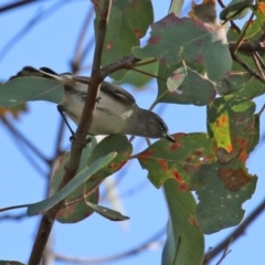 Gerygone fusca at Paddys River, ACT - 6 May 2022 12:55 PM