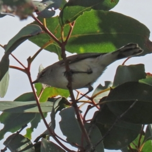 Gerygone fusca at Paddys River, ACT - 6 May 2022