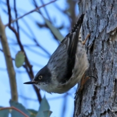 Daphoenositta chrysoptera (Varied Sittella) at Paddys River, ACT - 6 May 2022 by RodDeb