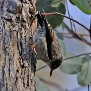 Daphoenositta chrysoptera at Paddys River, ACT - 6 May 2022