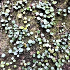 Pyrrosia rupestris (Rock Felt Fern) at Kianga, NSW - 27 Apr 2022 by plants
