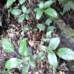 Rubus nebulosus at Kianga, NSW - 27 Apr 2022