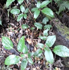 Rubus nebulosus (A Native Raspberry) at Kianga, NSW - 27 Apr 2022 by plants