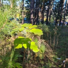 Ficus carica (Fig) at Isaacs Ridge and Nearby - 7 May 2022 by Mike