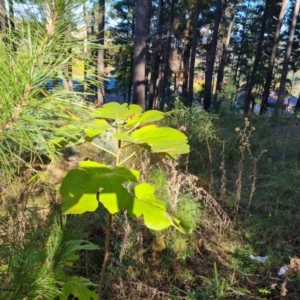 Ficus carica at Isaacs, ACT - 8 May 2022