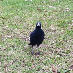 Gymnorhina tibicen at Acton, ACT - 7 May 2022 01:24 PM