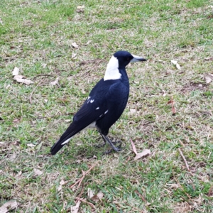 Gymnorhina tibicen at Acton, ACT - 7 May 2022 01:24 PM