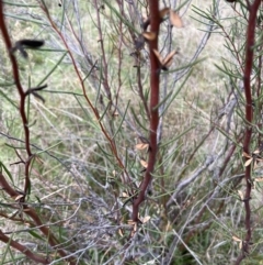 Hakea microcarpa (Small-fruit Hakea) at Rendezvous Creek, ACT - 7 May 2022 by JimL