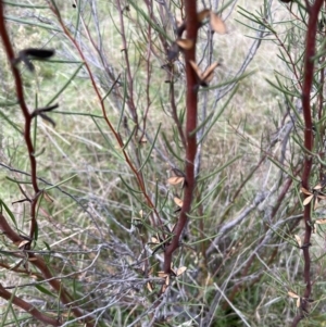 Hakea microcarpa at Rendezvous Creek, ACT - 7 May 2022