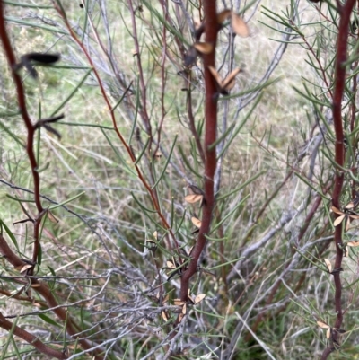 Hakea microcarpa (Small-fruit Hakea) at Rendezvous Creek, ACT - 7 May 2022 by JimL