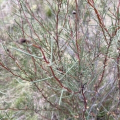 Hakea microcarpa at Rendezvous Creek, ACT - 7 May 2022