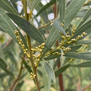 Acacia rubida at Rendezvous Creek, ACT - 7 May 2022