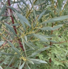 Acacia rubida at Rendezvous Creek, ACT - 7 May 2022