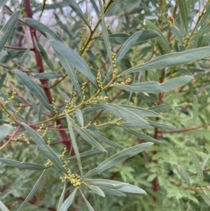 Acacia rubida at Rendezvous Creek, ACT - 7 May 2022