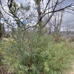 Acacia rubida at Rendezvous Creek, ACT - 7 May 2022