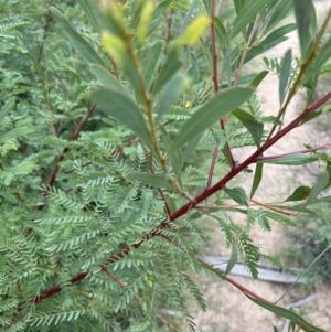 Acacia rubida at Rendezvous Creek, ACT - 7 May 2022