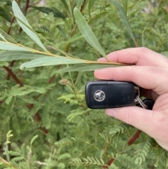 Acacia rubida at Rendezvous Creek, ACT - 7 May 2022