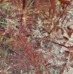 Acacia rubida at Rendezvous Creek, ACT - 7 May 2022