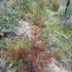 Acacia rubida at Rendezvous Creek, ACT - 7 May 2022