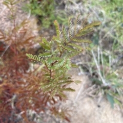 Acacia rubida at Rendezvous Creek, ACT - 7 May 2022