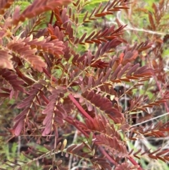 Acacia rubida at Rendezvous Creek, ACT - 7 May 2022 11:40 AM