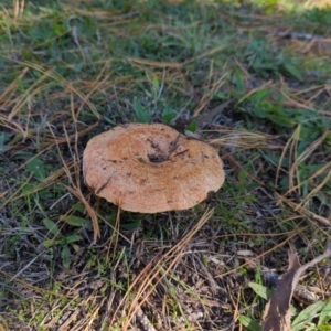 Lactarius deliciosus at Hackett, ACT - 8 May 2022