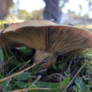 Lactarius deliciosus at Hackett, ACT - 8 May 2022 10:49 AM