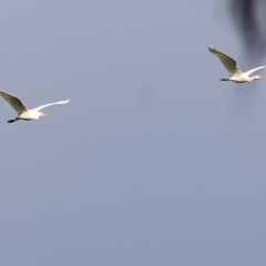 Bubulcus coromandus (Eastern Cattle Egret) at Albury - 8 May 2022 by KylieWaldon