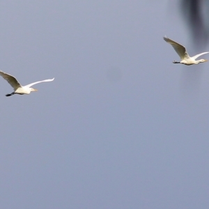 Bubulcus coromandus at West Albury, NSW - 8 May 2022