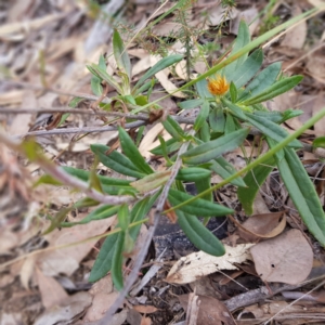 Coronidium oxylepis subsp. lanatum at Acton, ACT - 7 May 2022