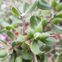 Persoonia rigida (Hairy Geebung) at Black Mountain - 7 May 2022 by MatthewFrawley