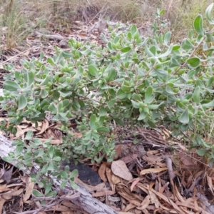 Persoonia rigida at Acton, ACT - 7 May 2022