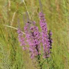 Lythrum salicaria (Purple Loosestrife) at Paddys River, ACT - 23 Jan 2022 by michaelb