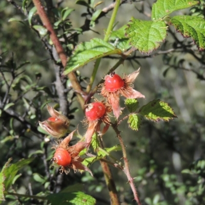 Rubus parvifolius (Native Raspberry) at Paddys River, ACT - 23 Jan 2022 by MichaelBedingfield