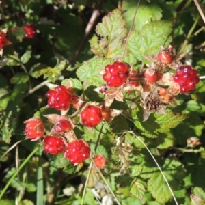 Rubus parvifolius at Paddys River, ACT - 23 Jan 2022