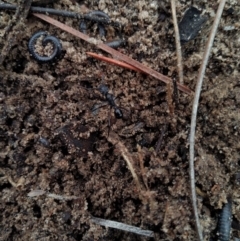 Unidentified Ant (Hymenoptera, Formicidae) at Goolwa, SA - 7 May 2022 by SamC_