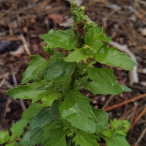 Unidentified Plant (TBC) at suppressed by SamC_