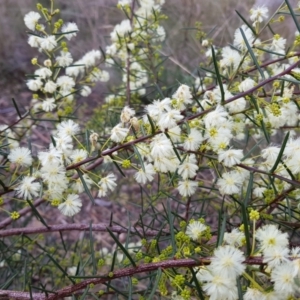 Acacia genistifolia at Acton, ACT - 7 May 2022