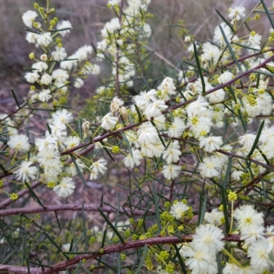Acacia genistifolia (Early Wattle) at Black Mountain - 7 May 2022 by MatthewFrawley