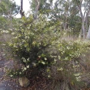 Acacia genistifolia at Acton, ACT - 7 May 2022