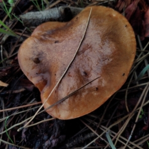 Unidentified Cap on a stem; gills below cap [mushrooms or mushroom-like] (TBC) at suppressed by SamC_