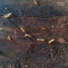 Unidentified Insect (TBC) at Goolwa, SA - 8 May 2022 by SamC_