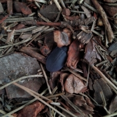 Unidentified Darkling beetle (Tenebrionidae) (TBC) at Goolwa, SA - 8 May 2022 by SamC_
