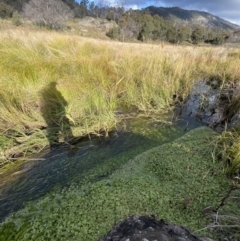 Hydrocotyle rivularis (A Pennywort) at Namadgi National Park - 7 May 2022 by JimL