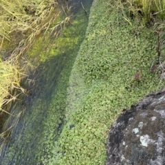 Hydrocotyle rivularis at Rendezvous Creek, ACT - 7 May 2022 03:25 PM