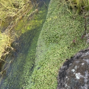 Hydrocotyle rivularis at Rendezvous Creek, ACT - 7 May 2022