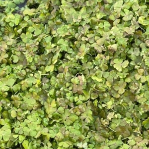 Hydrocotyle rivularis at Rendezvous Creek, ACT - 7 May 2022